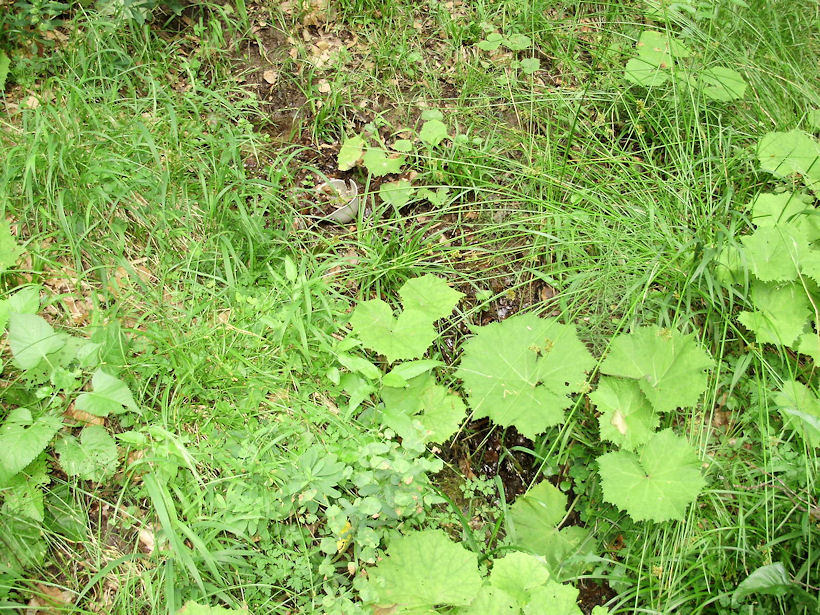 pramen U šídla (3683) - červenec 2010