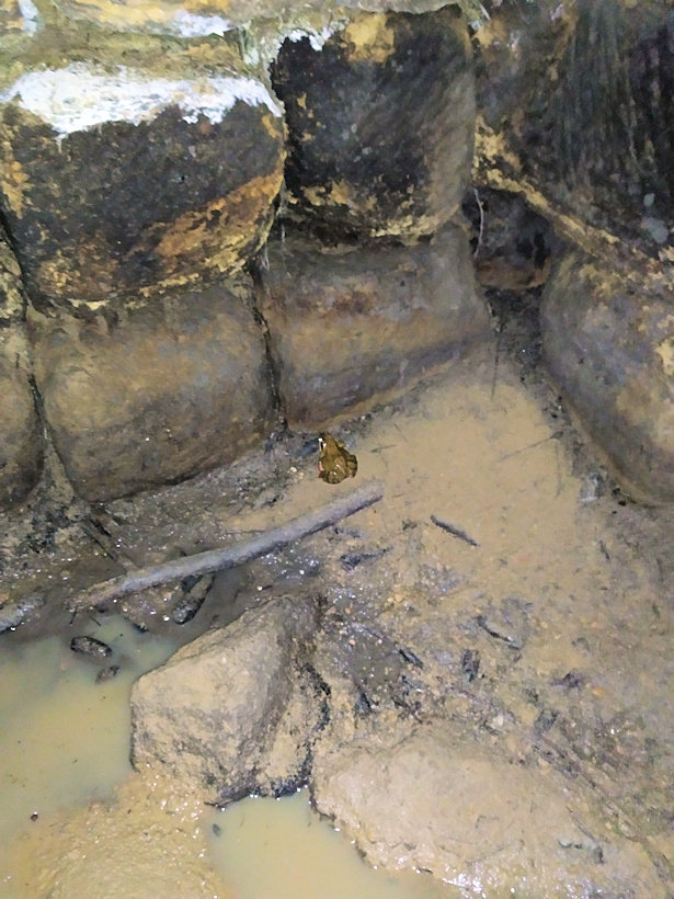 studánka V Hradkově (3710) - říjen 2020