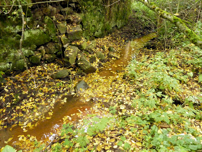 pramen Mlýnská kyselka (3807) - srpen 2010