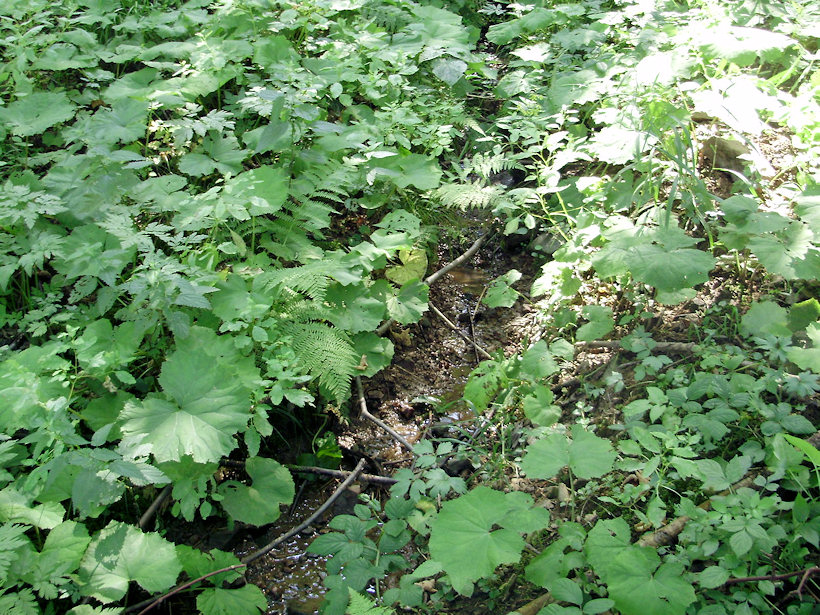 prameniště bez jména (3897) - srpen 2010