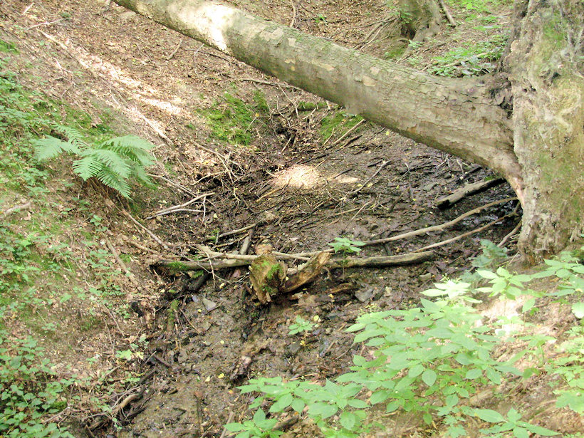 prameniště bez jména (3900) - srpen 2010
