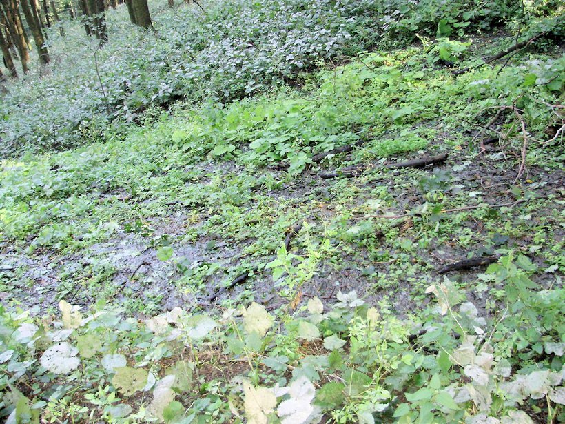 prameniště bez jména (3946) - září 2010