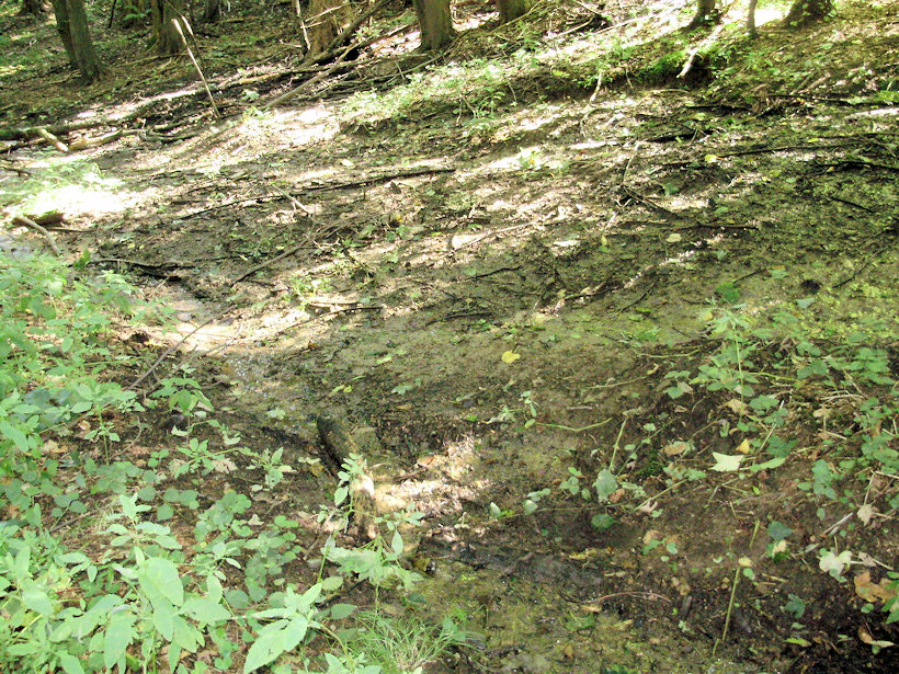 prameniště bez jména (4010) - září 2010
