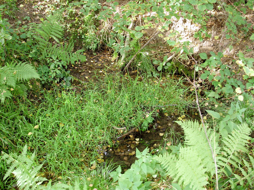 prameniště bez jména (4026) - září 2010