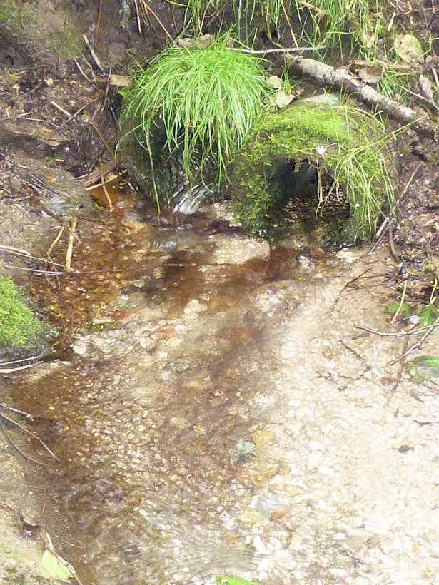 studánka Rybníčka (4142) - říjen 2010