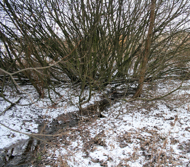 prameniště Přemyslovický potok (4347) - leden 2011