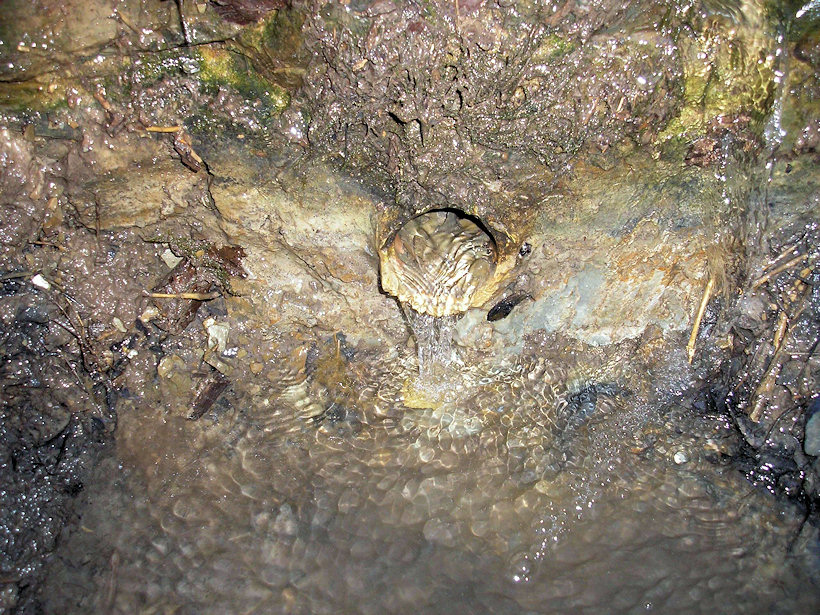 Studánka na Vinohradech (4391) - únor 2011