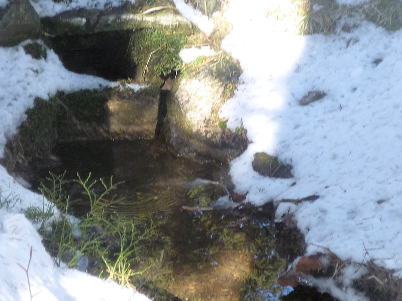 studánka V Anenském sedle (4413) - březen 2011