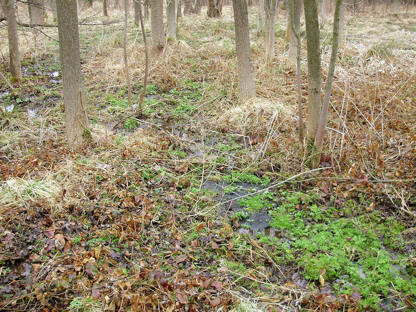 prameniště bez jména (4485) - duben 2011