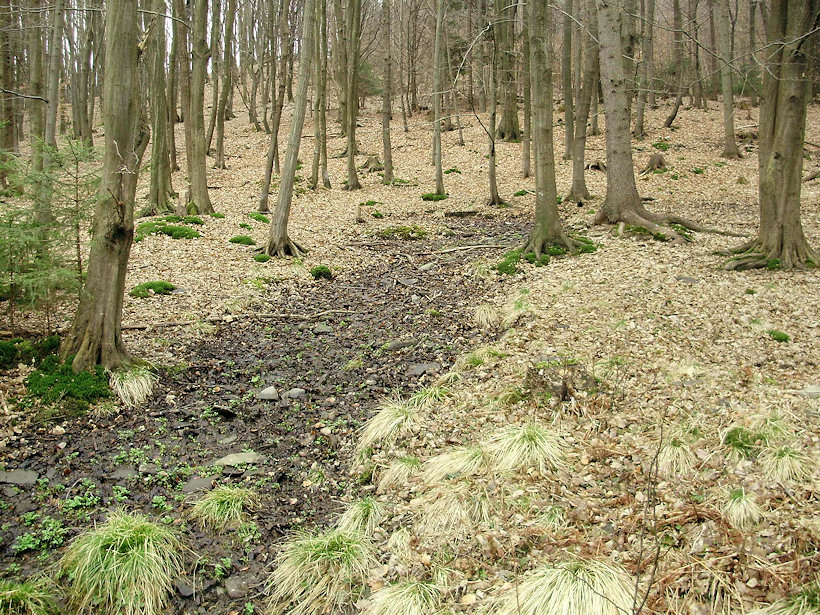 prameniště bez jména (4486) - duben 2011