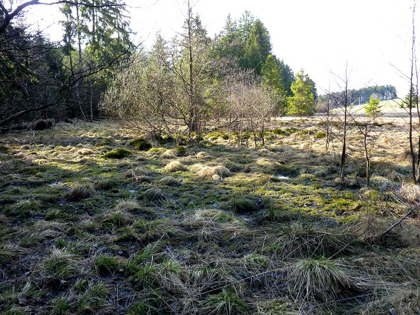 prameniště Smrčina (4529) - duben 2011