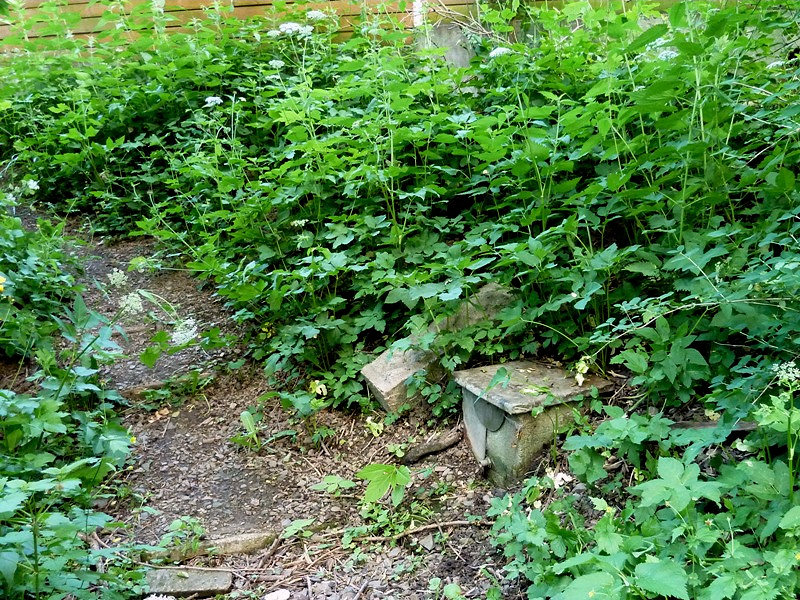 studánka bez jména (4655) - červen 2011