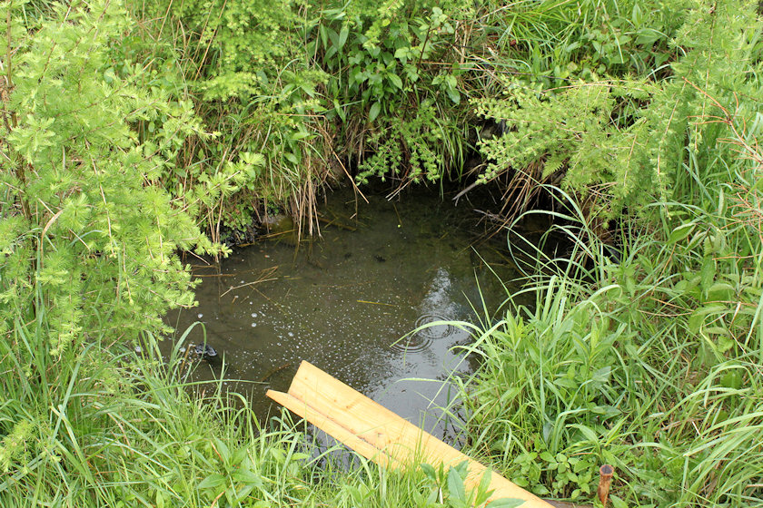 studánka Pod Vaňkoušem (4678) - červen 2011
