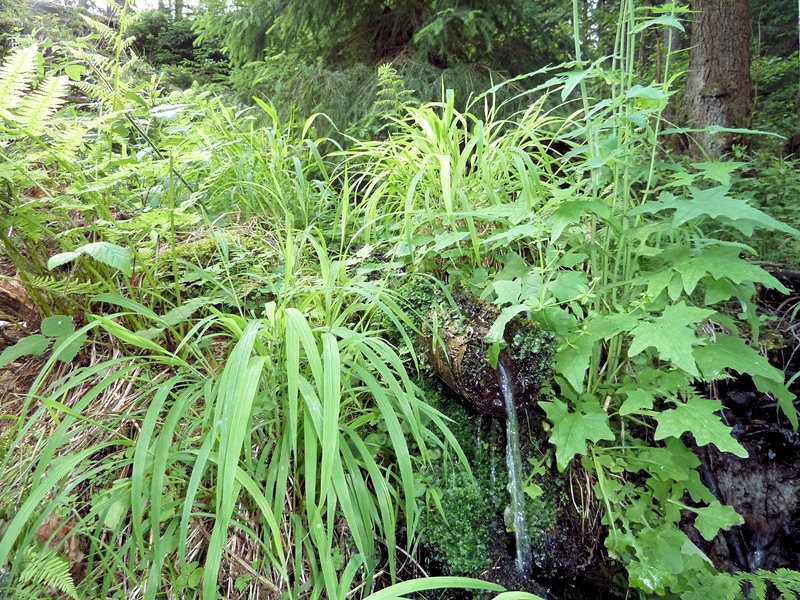 jiný vodní zdroj Trampské korýtko (4705) - červen 2011
