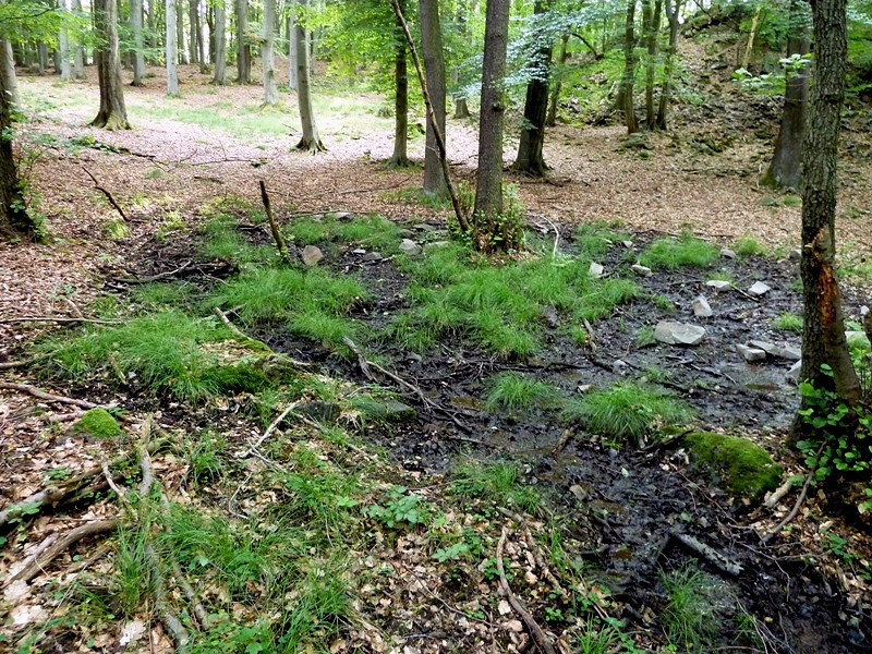 prameniště bez jména (4710) - červen 2011