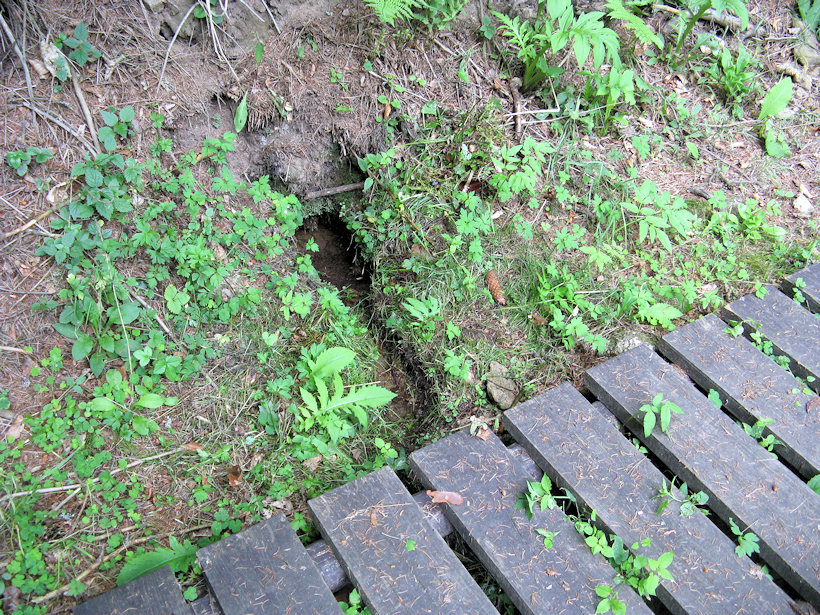 studánka Na Soutoku (4818) - červenec 2011