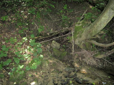 Markétčin pramen (4839) - červenec 2011
