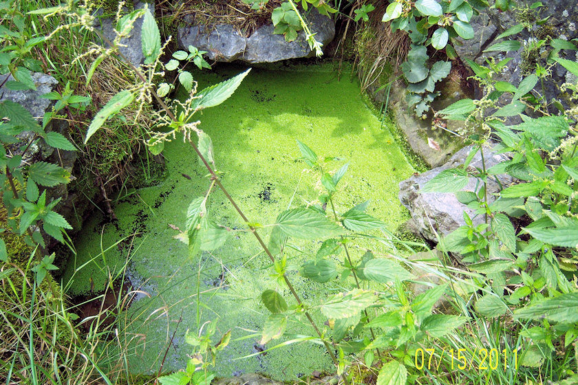 studánka bez jména (4850) - červenec 2011