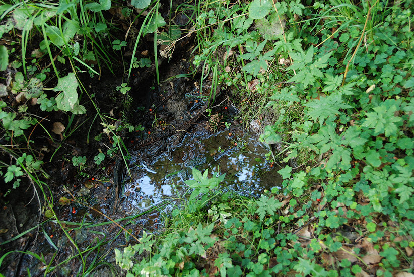 prameniště bez jména (4922) - srpen 2011