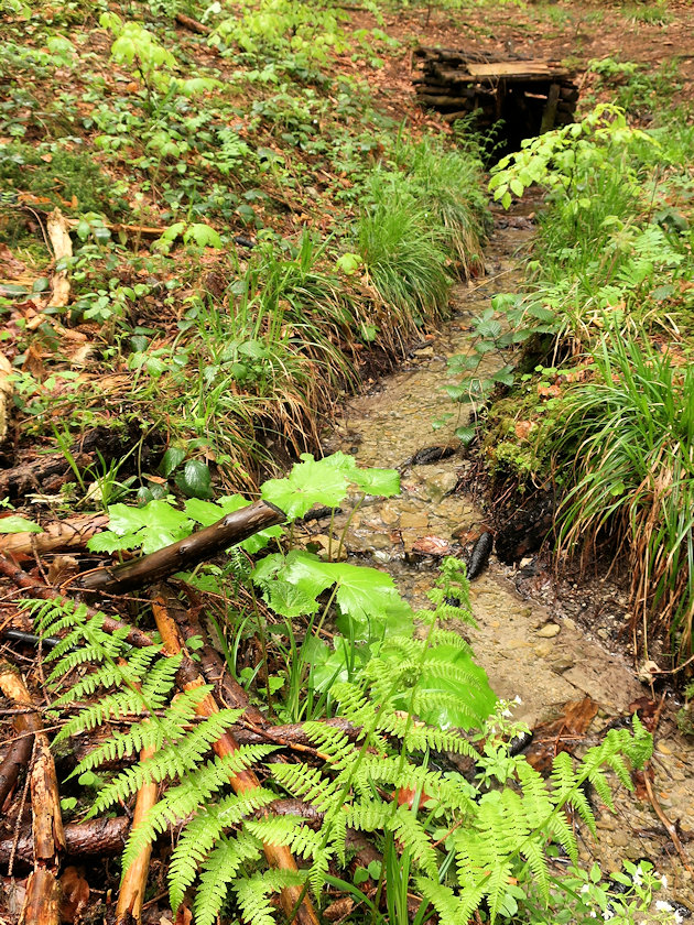 studánka Smutná (4984) - květen 2021