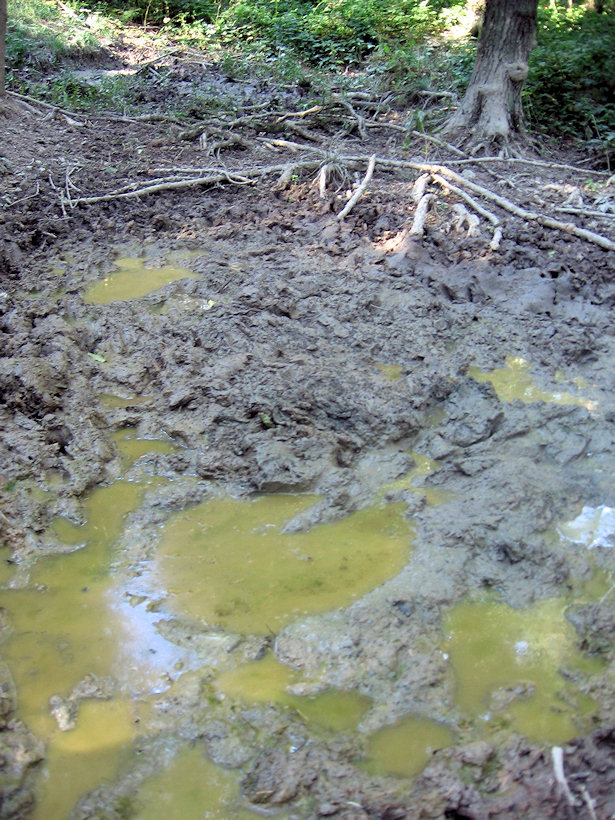 Prameniště za Jančičkou (4996) - září 2011