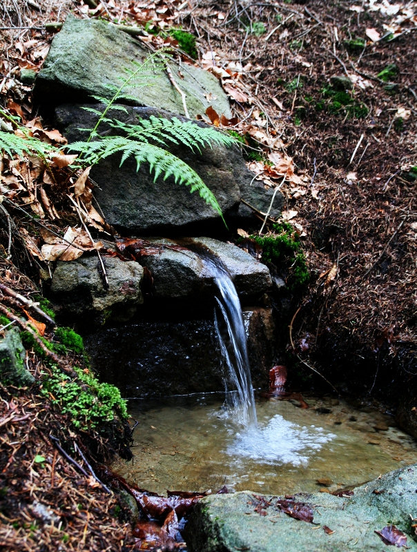 studánka U Rysa (4998) - září 2011