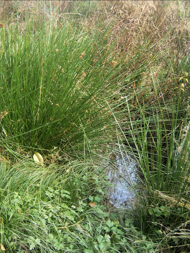 prameniště nad Ostichovcem (5123) - říjen 2011