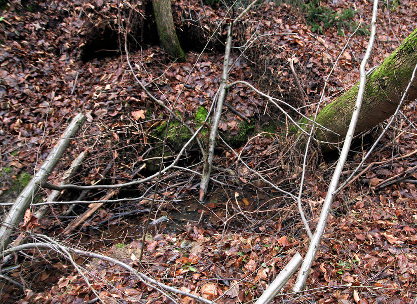 studánka V Dobroníži (5288) - leden 2012