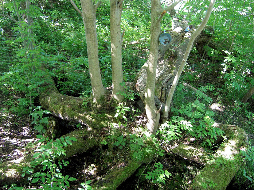 pramen Studánka Podhoří (5310) - leden 2012