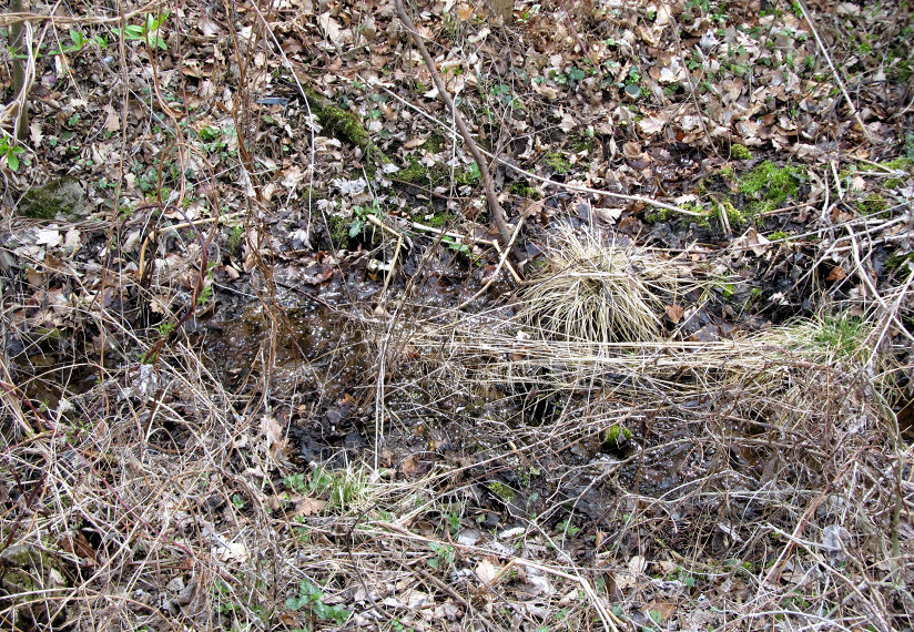 pramen U Běleckého Mlýna (5561) - duben 2012