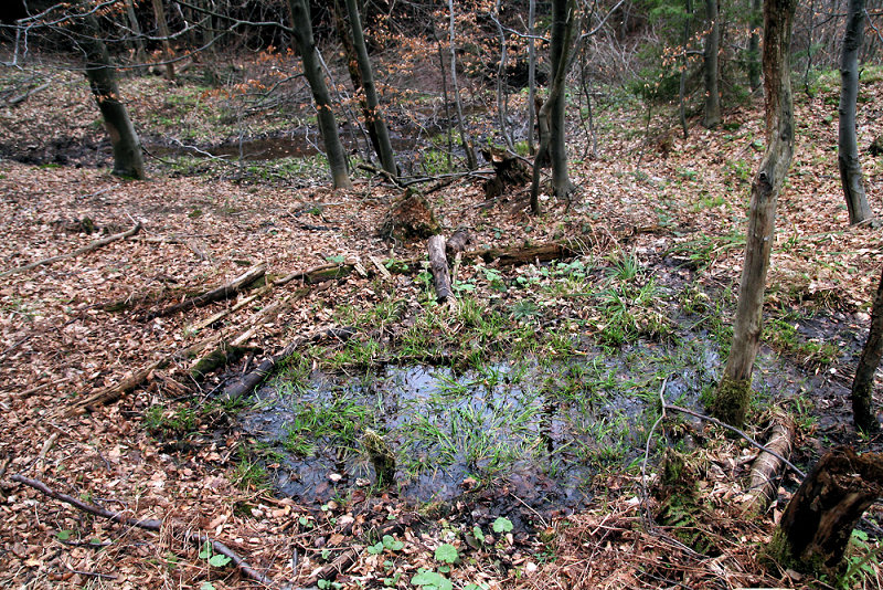 Prameniště potoka Jasenice (5610) - květen 2012