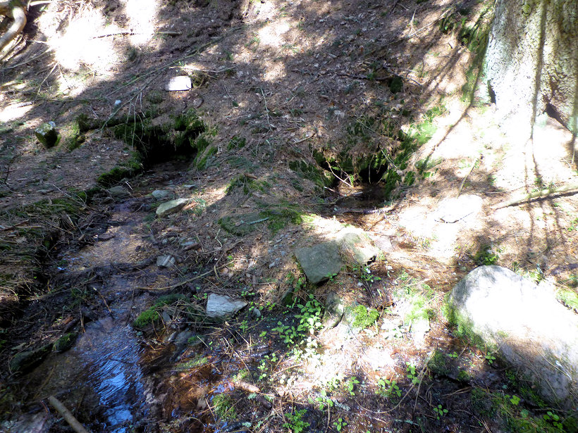 studánka Lesní  (5619) - květen 2012