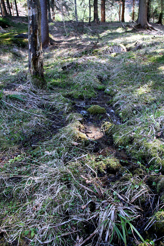 prameniště V Sedle (5679) - květen 2012