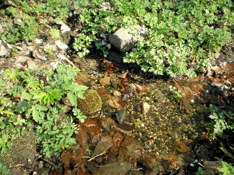 pramen bez jména (5737) - květen 2012