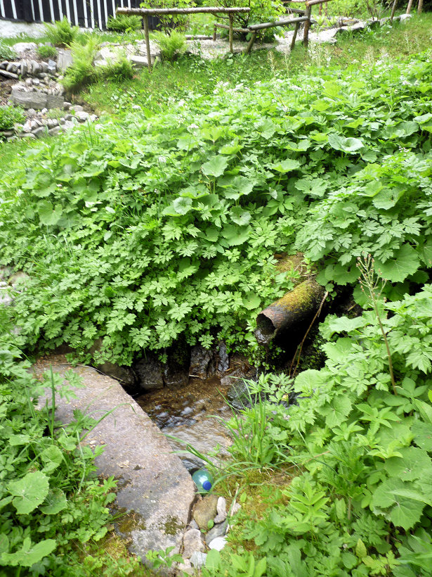 studánka Pod javorem (5762) - červen 2012
