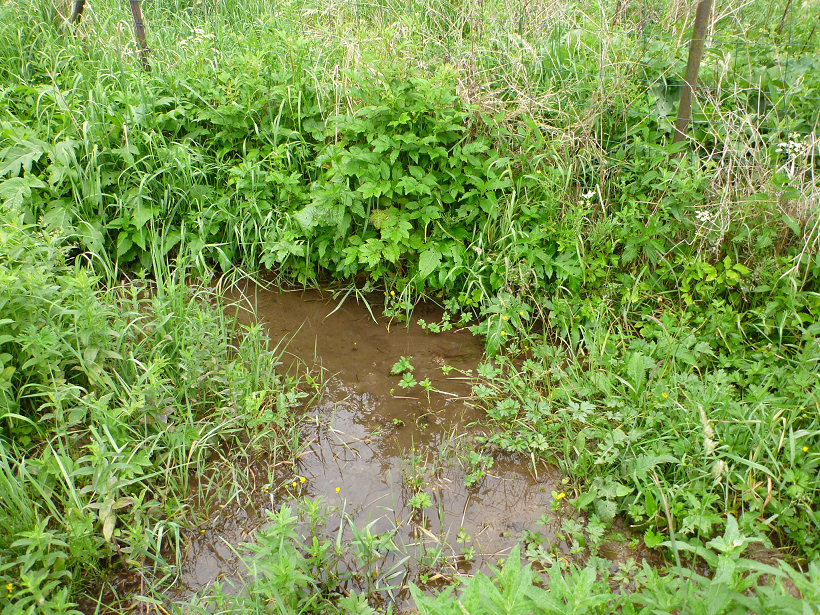 prameniště Pod Domášovem (5765) - červen 2012