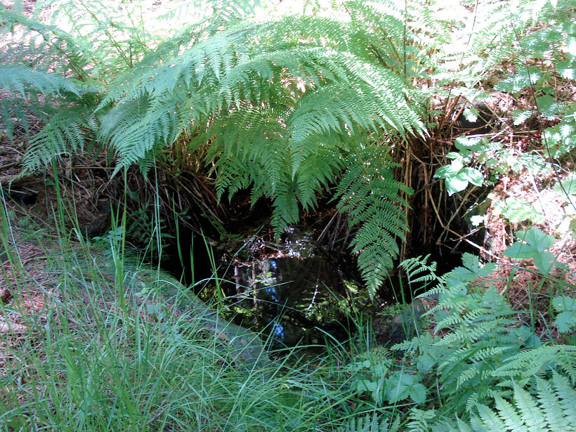 studánka Pod Strhanou (5773) - červen 2012