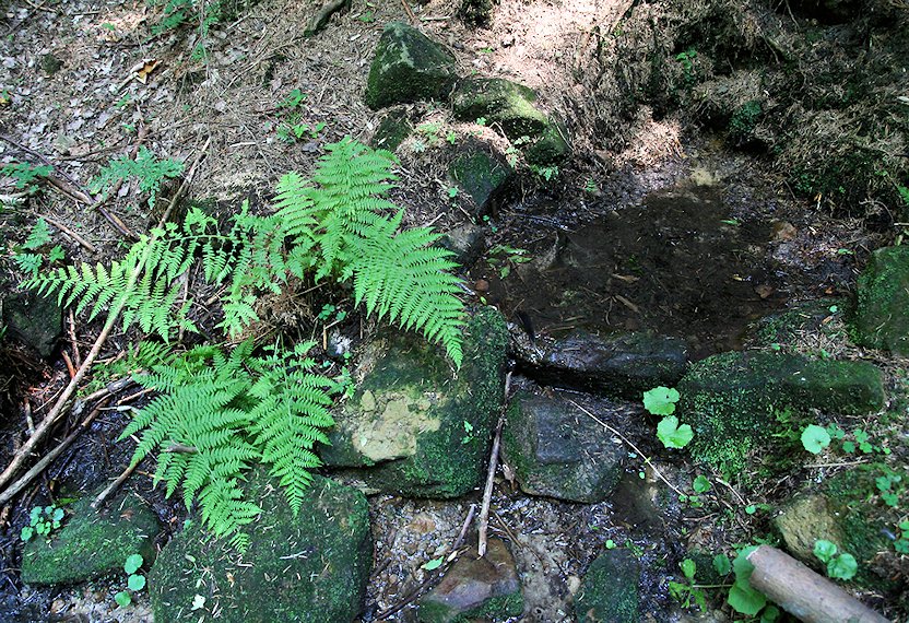 studánka Pod Horami II (5840) - červenec 2012