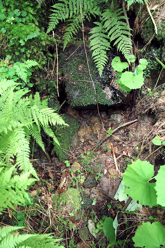 studánka Pod Řepovým (5844) - červenec 2012