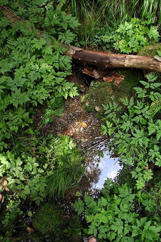 studánka Bumbalovice (5847) - červenec 2012