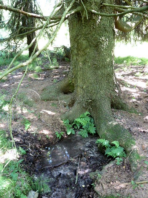 studánka Pod mohutným smrkem (5875) - červenec 2012