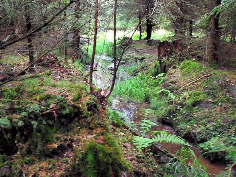Prameniště potoka Kamenice (6029) - září 2012