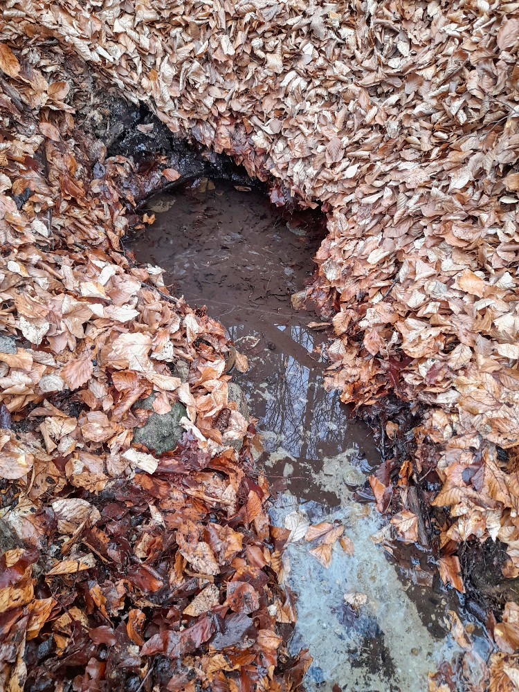 studánka Pod Doubravou II (6048) - duben 2026