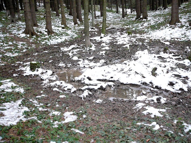 prameniště Na Zacharovci (6383) - leden 2013