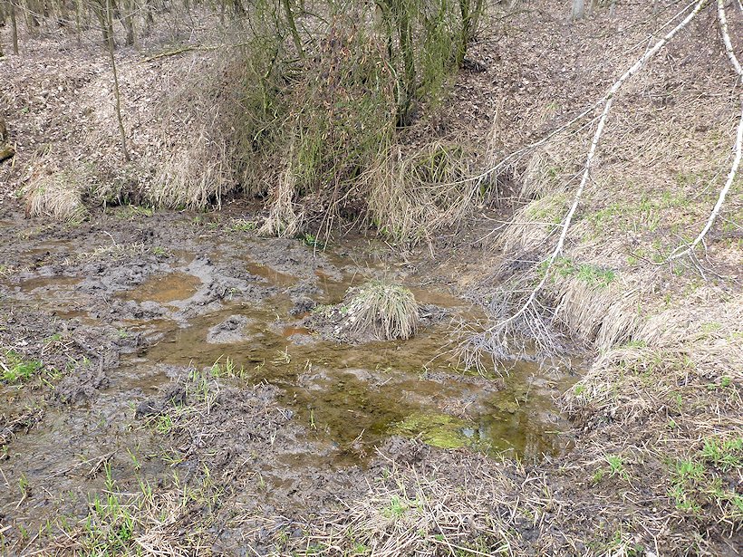 prameniště Pod Krásnou Lípou 3 (6645) - duben 2013