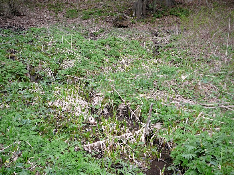 prameniště Pod Soví horou (6753) - květen 2013