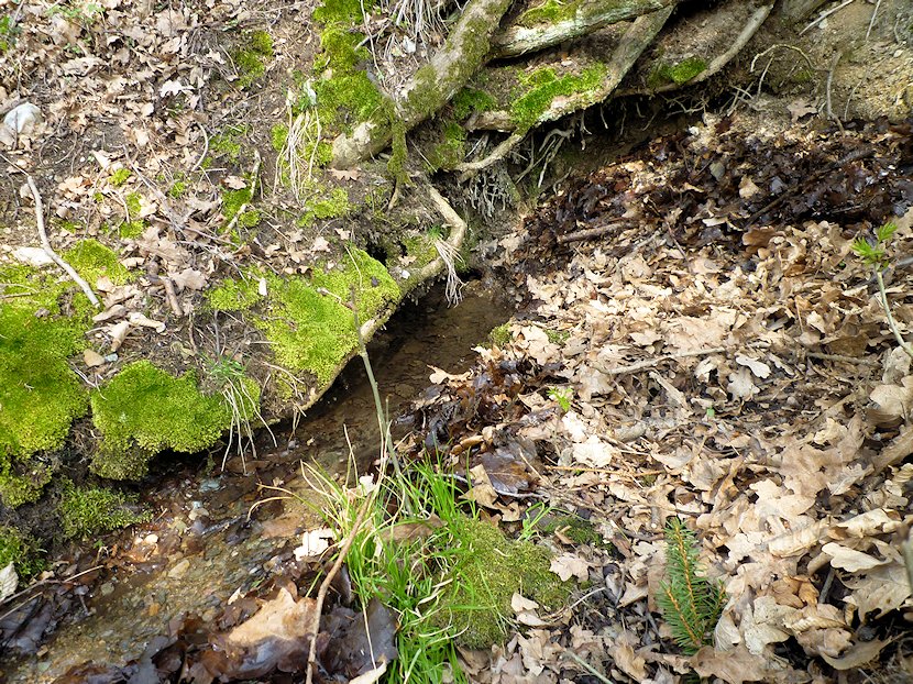 studánka V Náklích (6775) - květen 2013
