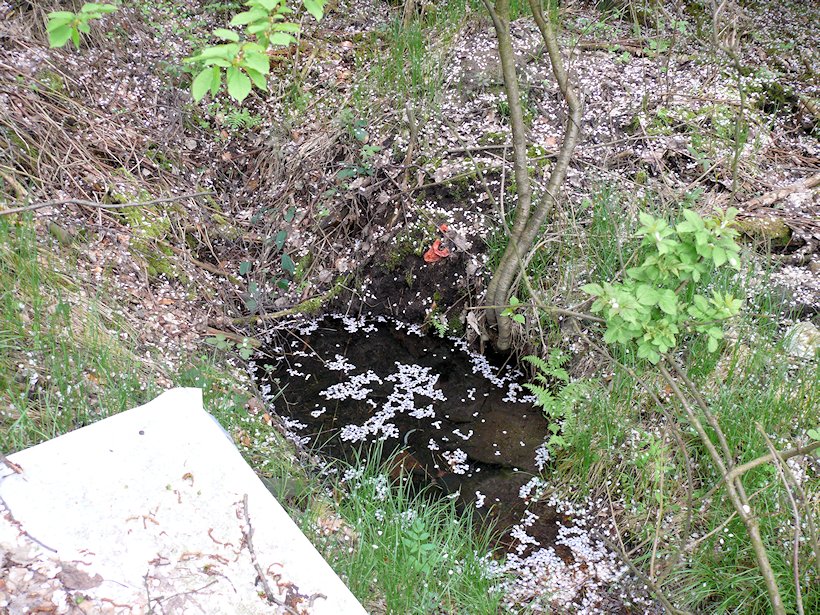 studánka Pod Čtvercem (6790) - květen 2013