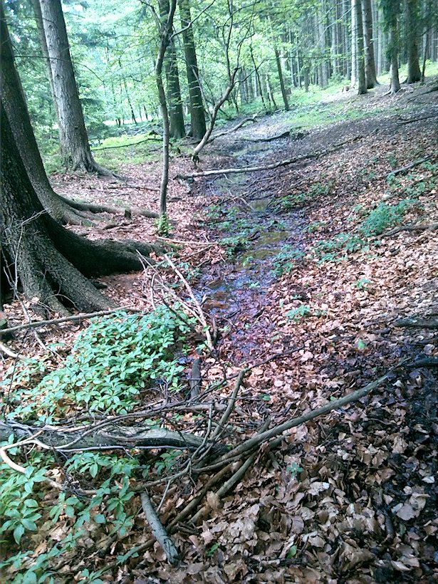 pramen Pod Sněžníkem (6942) - červen 2013