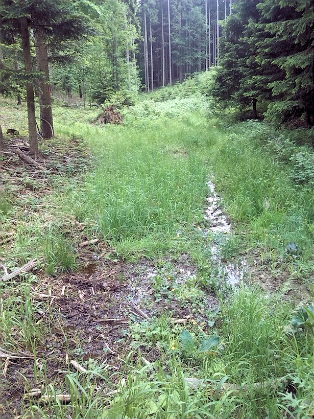 pramen Pod Předělem (6958) - červen 2013